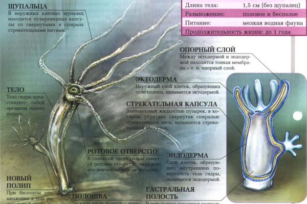 Только через тор кракен